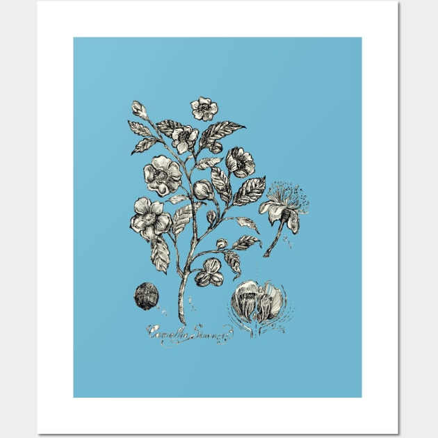 Botanical Illustration_Tea Plant. Wall Art by FanitsaArt